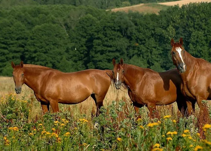 Farma Vysoka 3* Chrastava