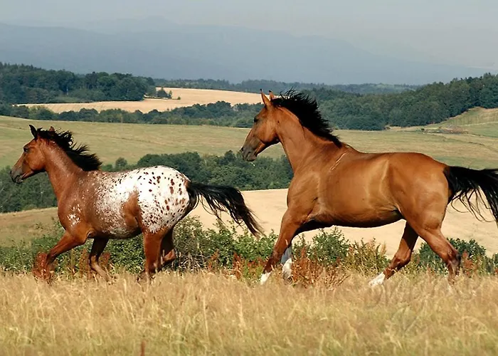 Farma Vysoka Hotell Chrastava